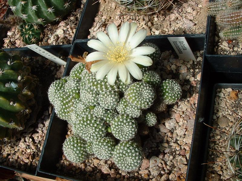 Rebutia krainziana.JPG